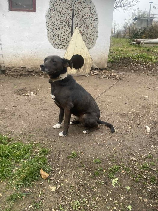 Віддам в добрі руки, можливо разом із будую, на  утримання в приват-бу