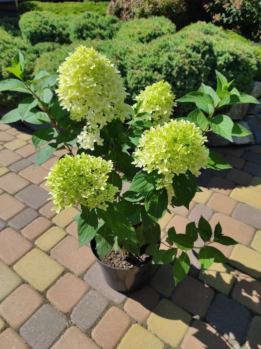 Гортензія Ренсам Фрамб.,Графіті ,Фрайз Мельба ,Лаймлайт,Пастель грін,