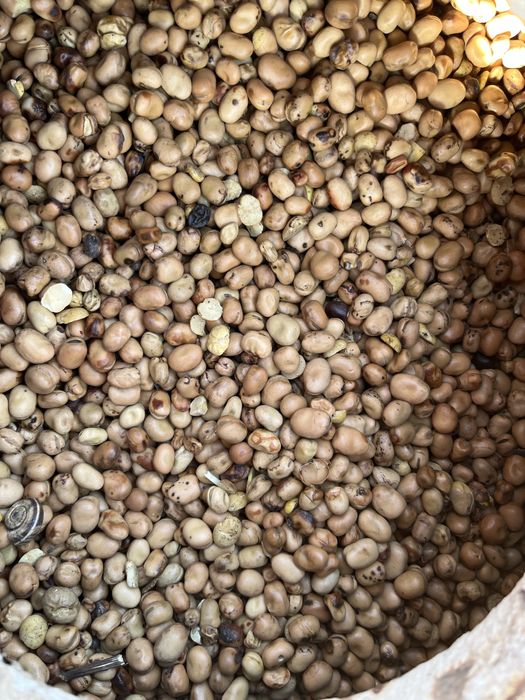 Bobik czyszczony ladny