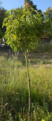 Canforeira - Cinnamomum camphora em vaso ou torrão