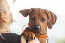 Rhodesian Ridgeback szczeniaki suczka z rodowodem ZKwP, pies na lwy