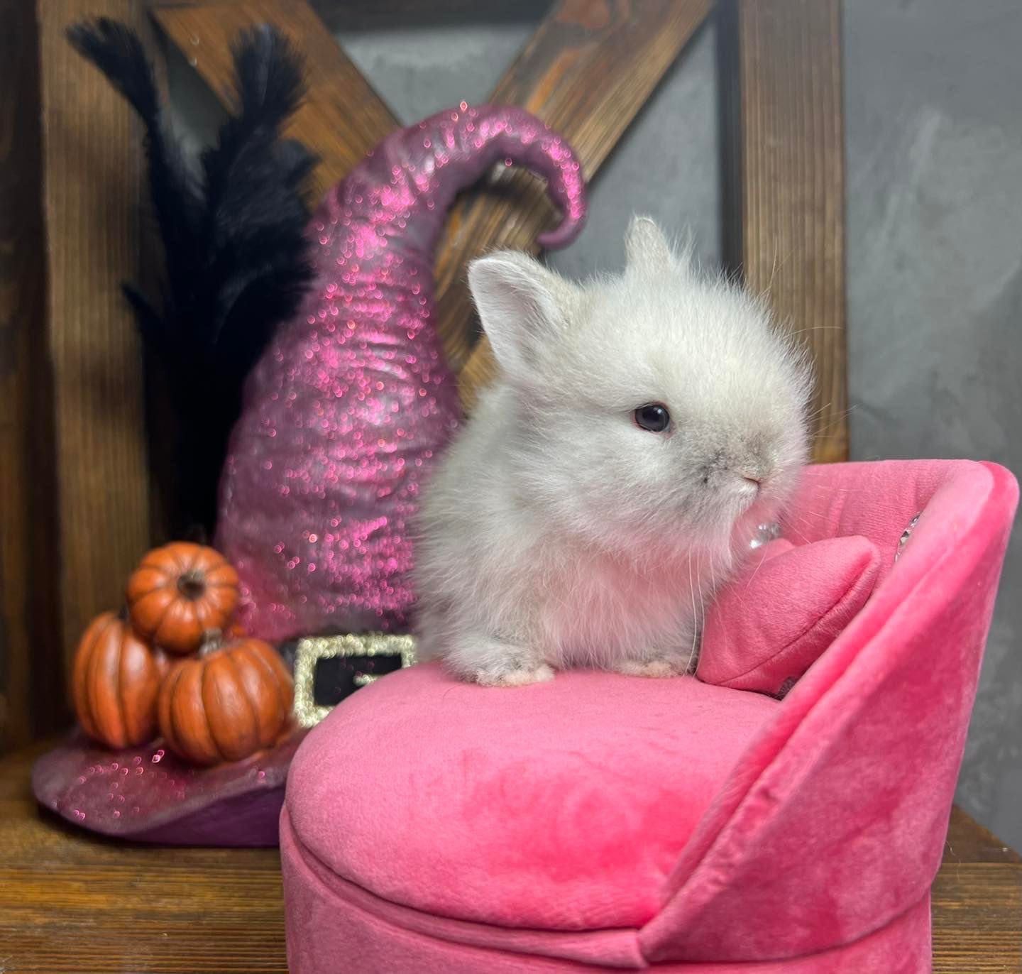 Mini lop teddy karzełek angora yorczek króliki miniaturowe