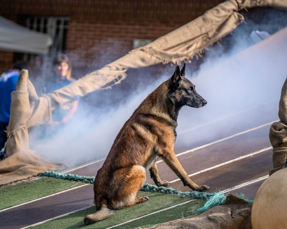 Owczarek belgijski malinois FCI zapowiedz miotu