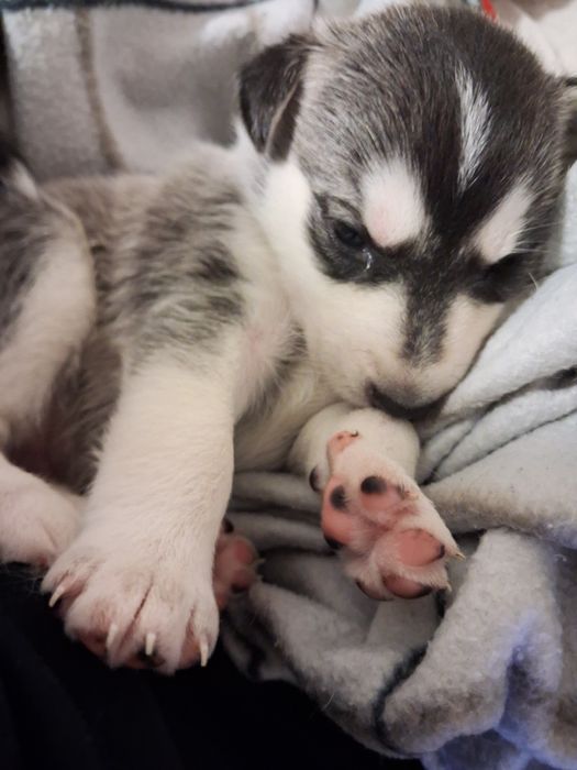 Husky, mieszańce do oddania za tydzień!