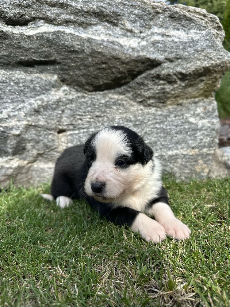 Border Collie FCI ZKwP