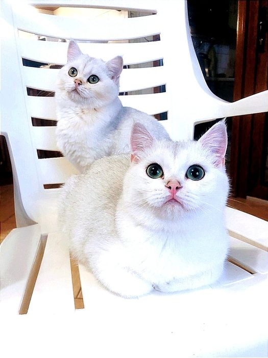 Сріблясті шиншили кішечки