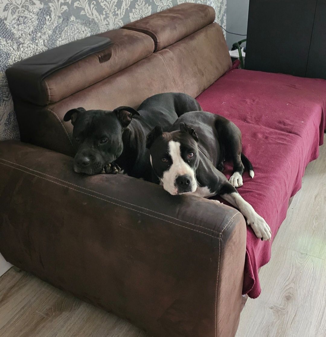 Piesek Pitbull Terrier