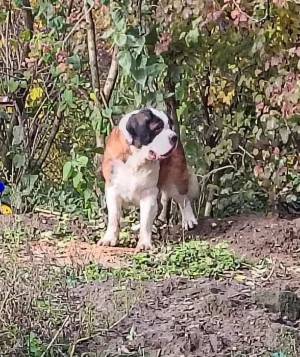 Bernardyn piesek długowłosy