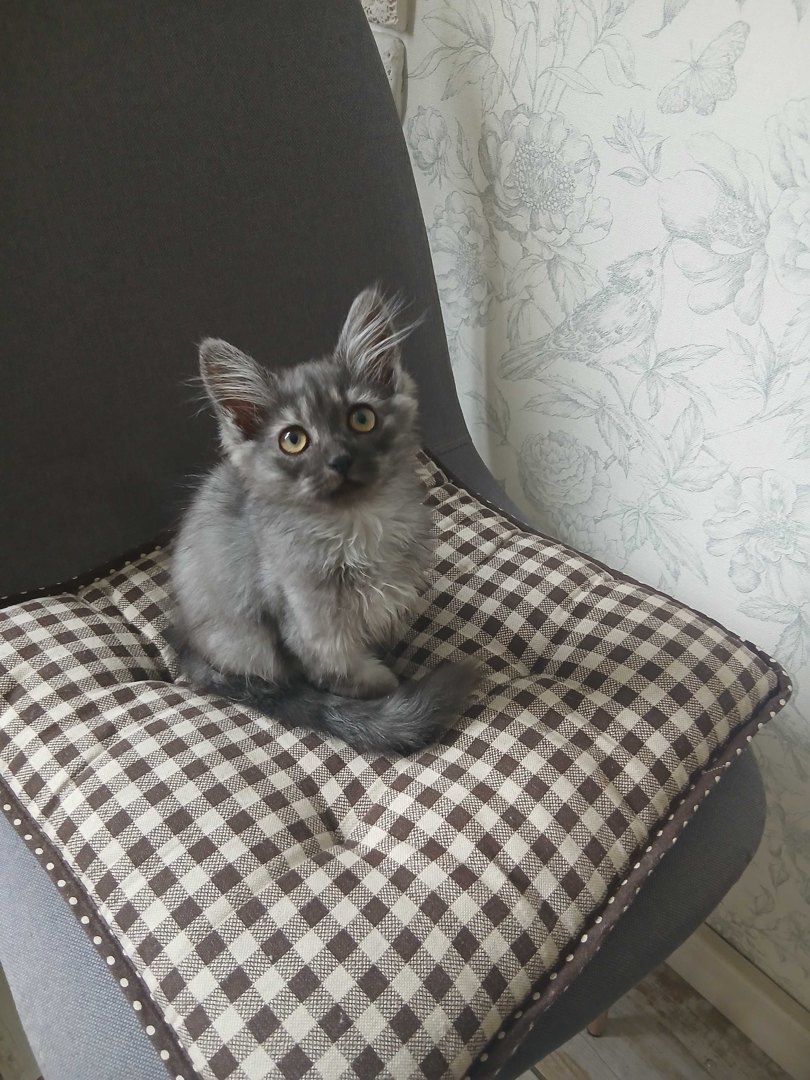 Котик в добрые ручки