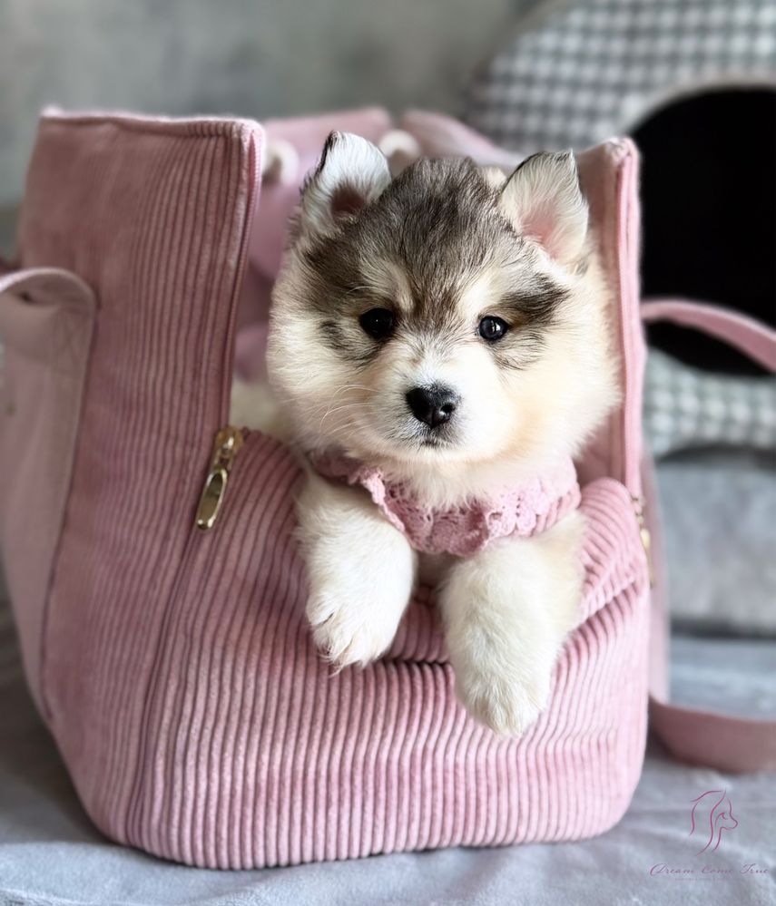 Pomsky ( Mini Husky )