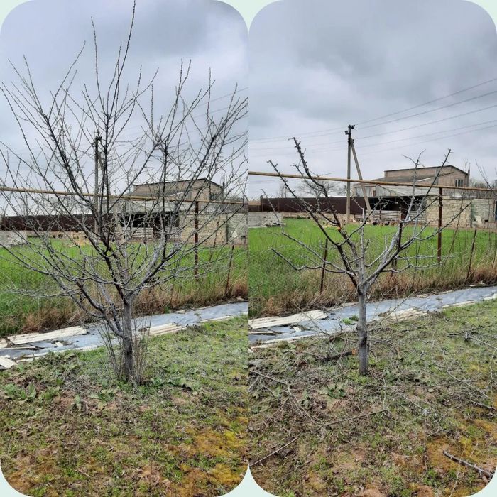 Обрізка плодових дерев та кущів