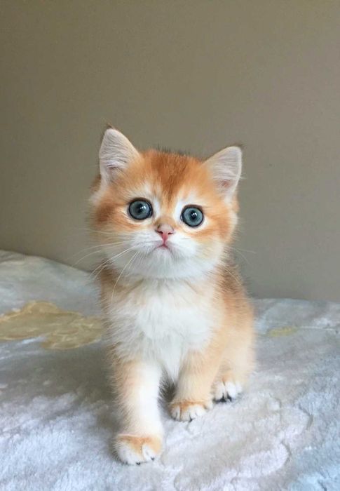 Kocurek szkocki,  color złota szynszyla