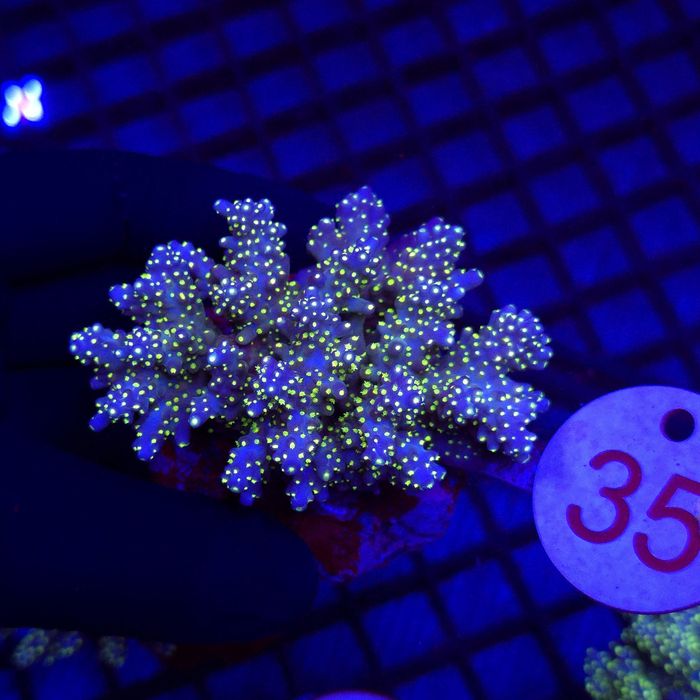 Acropora Tricolor – matecznik WYSIWYG #35