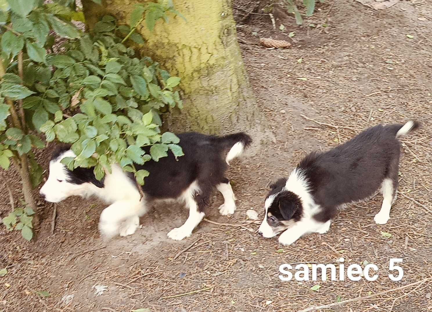 Border collie samiec