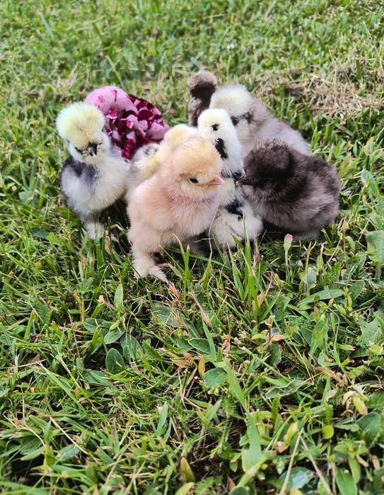 Jajka lęgowe lęgi jaja silki silka USA kurczęta