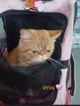 Gata  adulta com lop