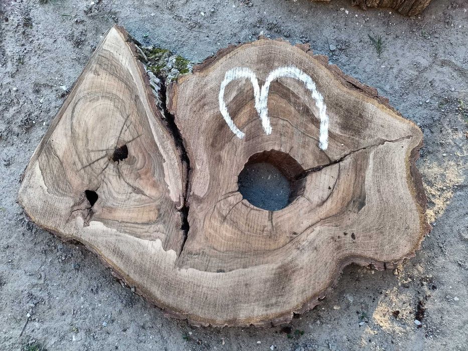 Plastry orzech wloski 7cm żywica stolik