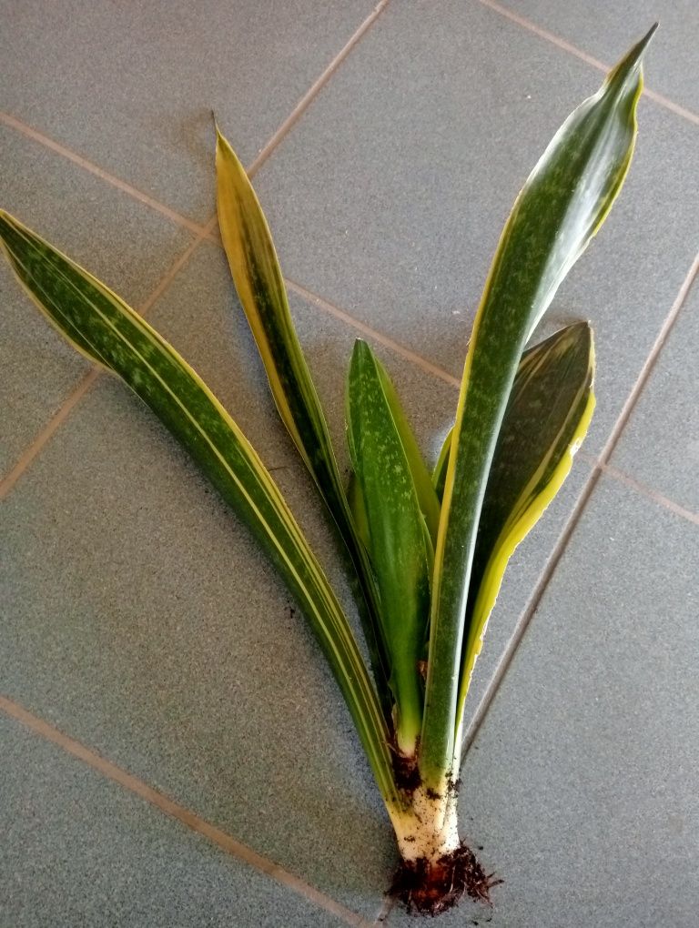 Sansevieria yellow stripe + trifasciata i gratis