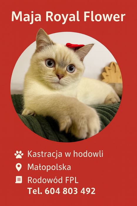 Kot brytyjski FPL