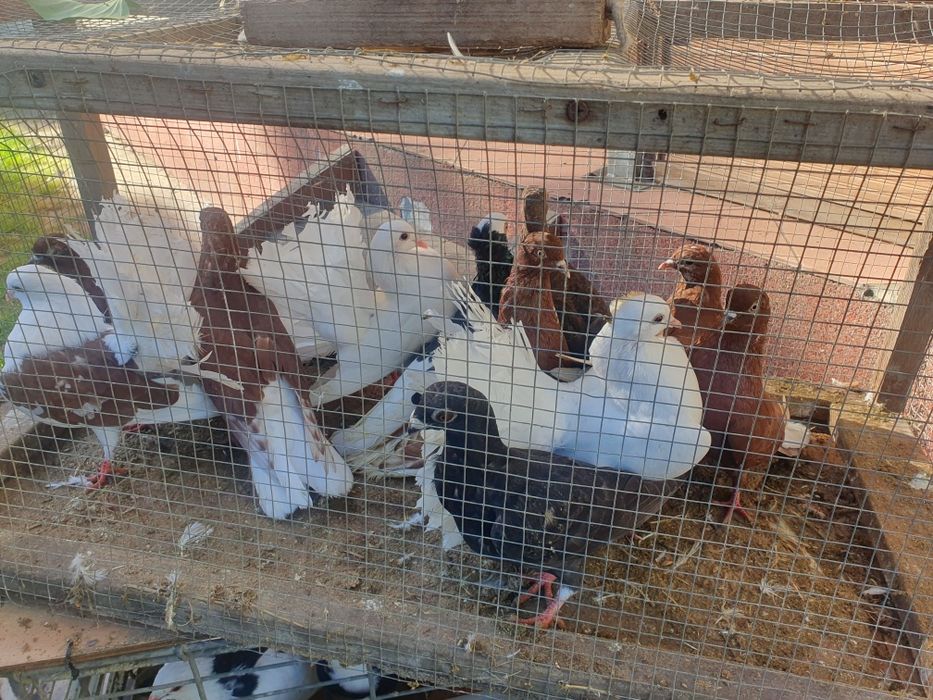 Sprzedam gołębie ozdobne