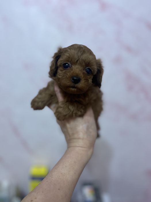 Мальтипу мини девочка ,резервируем мальтипу