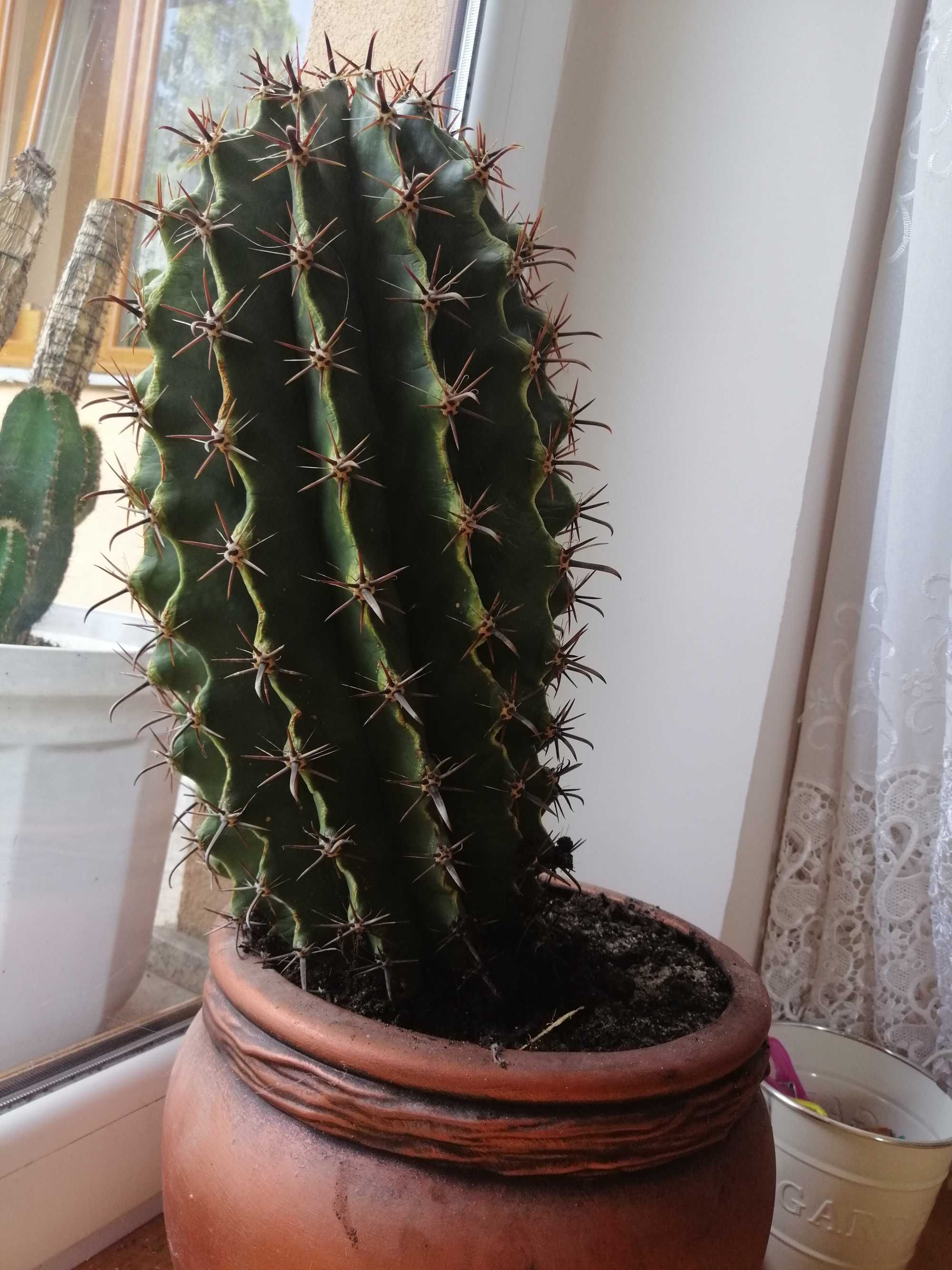 Duży kaktus domowy