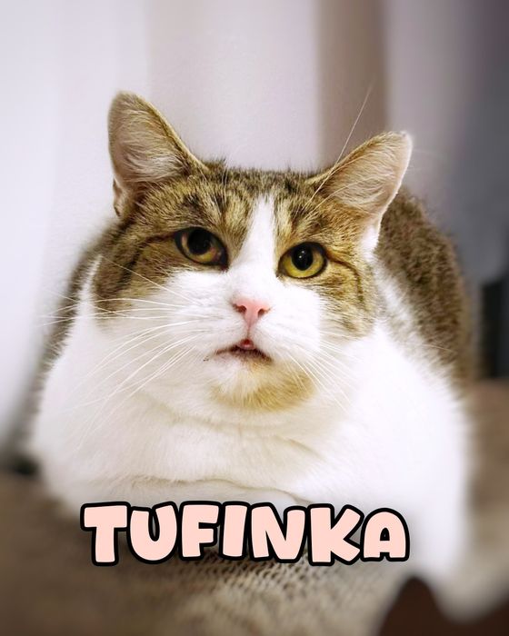 Łagodna Tufinka szuka miłości :)