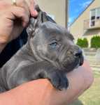 Cane Corso Suczka
