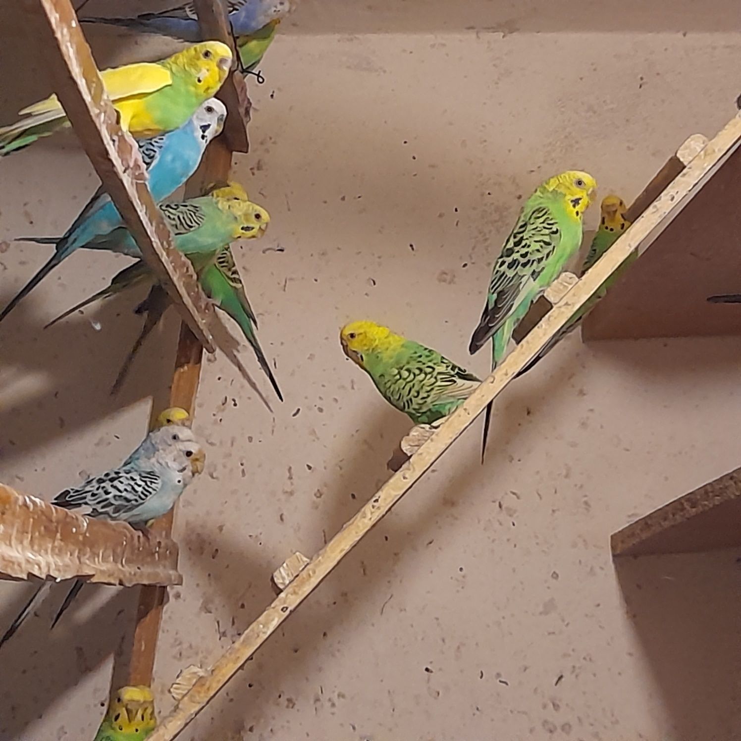 Papugi faliste różne  kolory