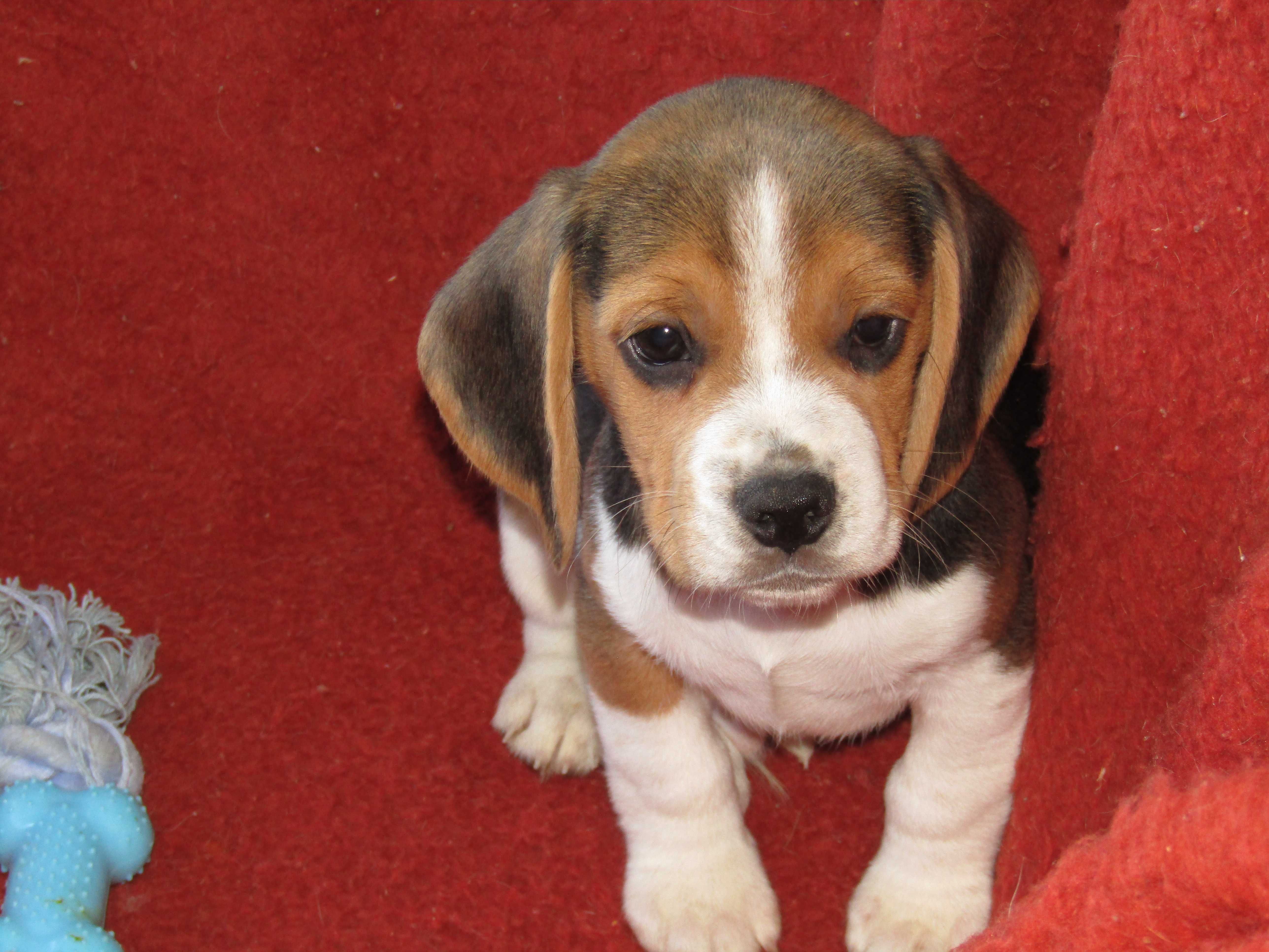 Fêmea Beagle Tricolor pequeno porte, com LOP/Pedigree/Afixo.
