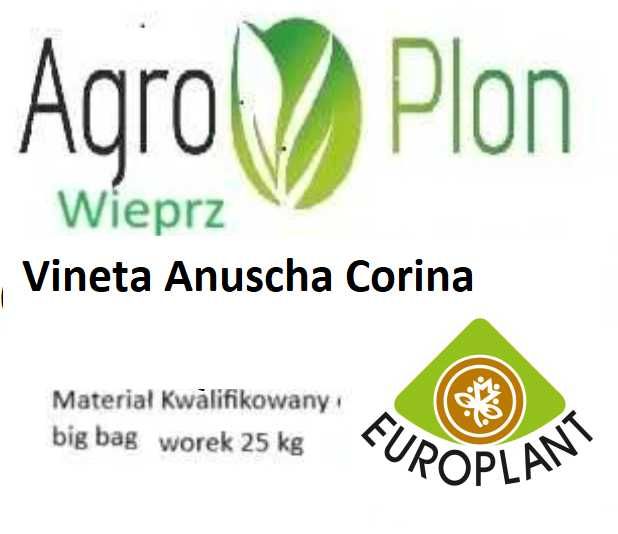 Vineta Corinna Anuscha Ziemniaki sadzeniaki kwalifikat