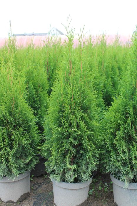 Tuja Szmaragd 120cm-140cm 7,5/10L doniczka