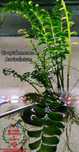 Crepidomanes Auriculatum- Hymenasplenium Obscurum Rarytas