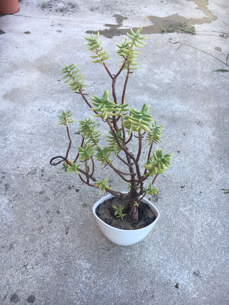 Suculenta em vaso