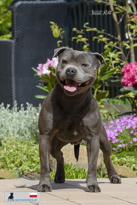 Błękitna dziewczynka Staffordshire Bull Terrier