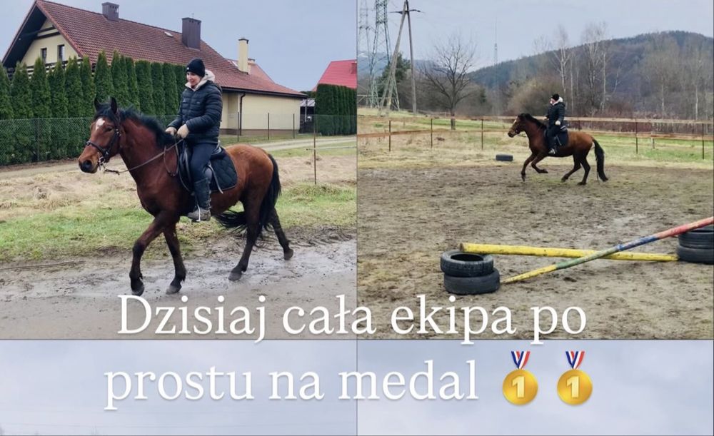 4 letni cudowny wałach