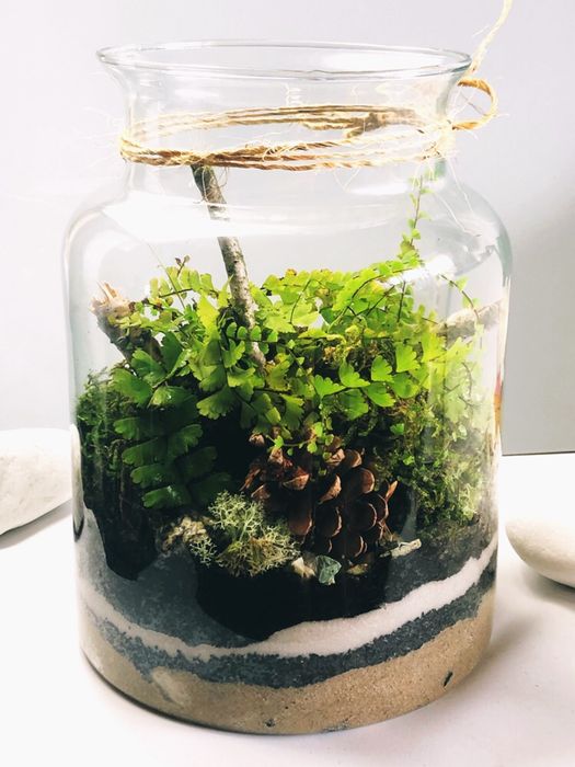 Las w szkle Lasy w bańce, słoiku, ekosystem