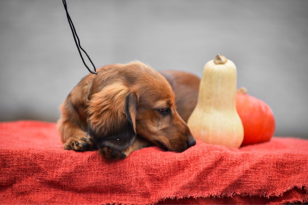 Шикарний рудий хлопчик з метрікою
