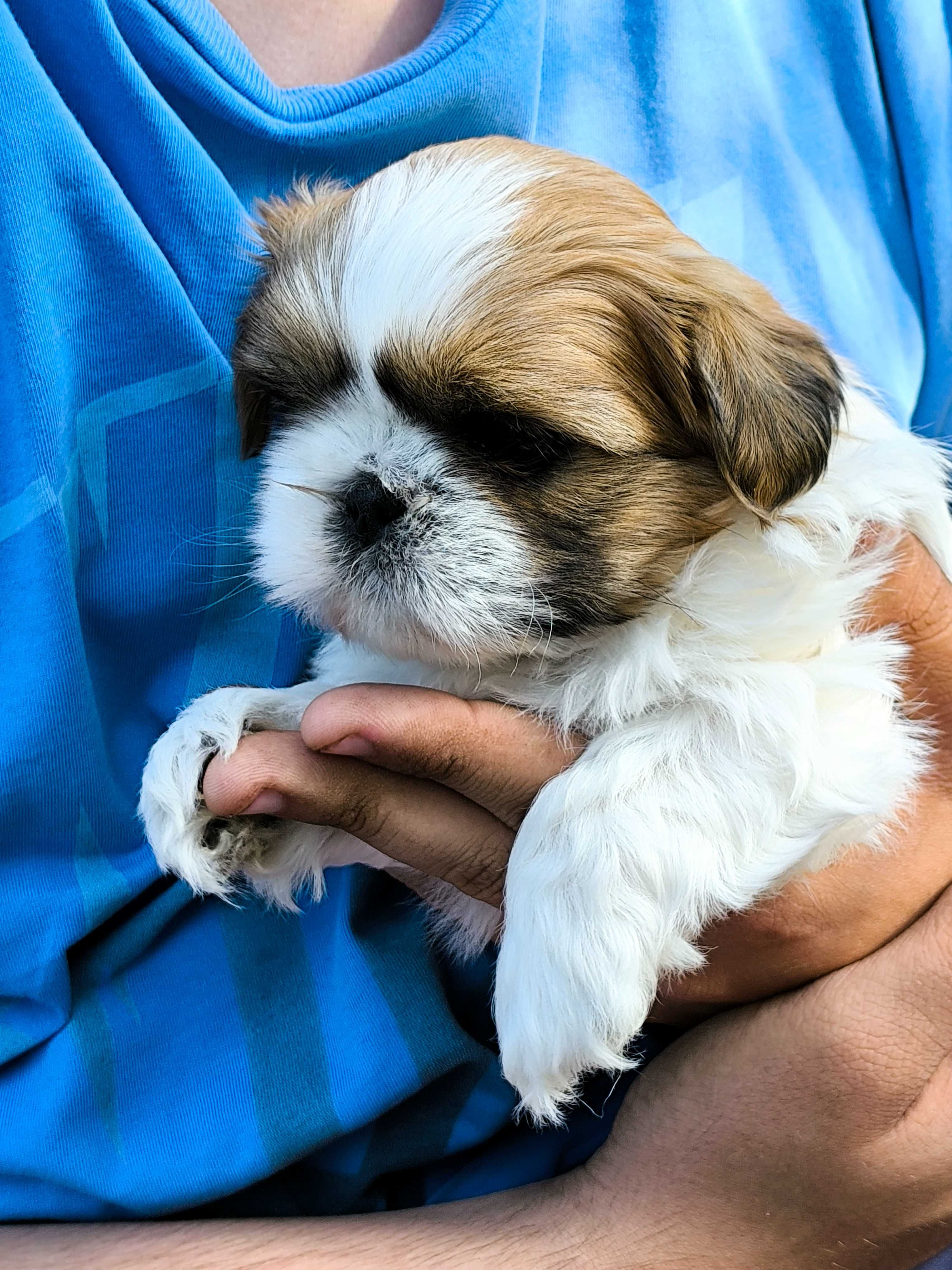 Shih tzu (piesek) gotowy do odbioru