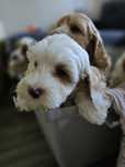 Cockapoo / chłopiec/ cavapoo
