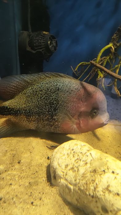 Pielęgnica wielobarwna Vieja