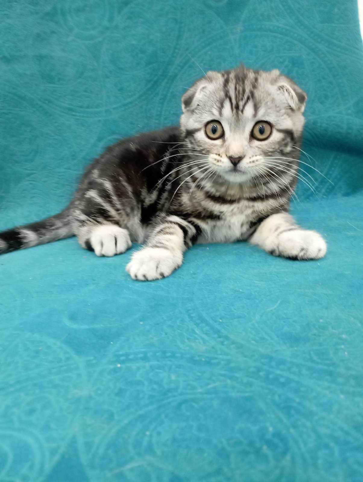 кошенята скотіш-фолд та страйт мармурові красені