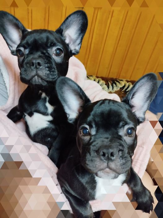 Французький бульдог