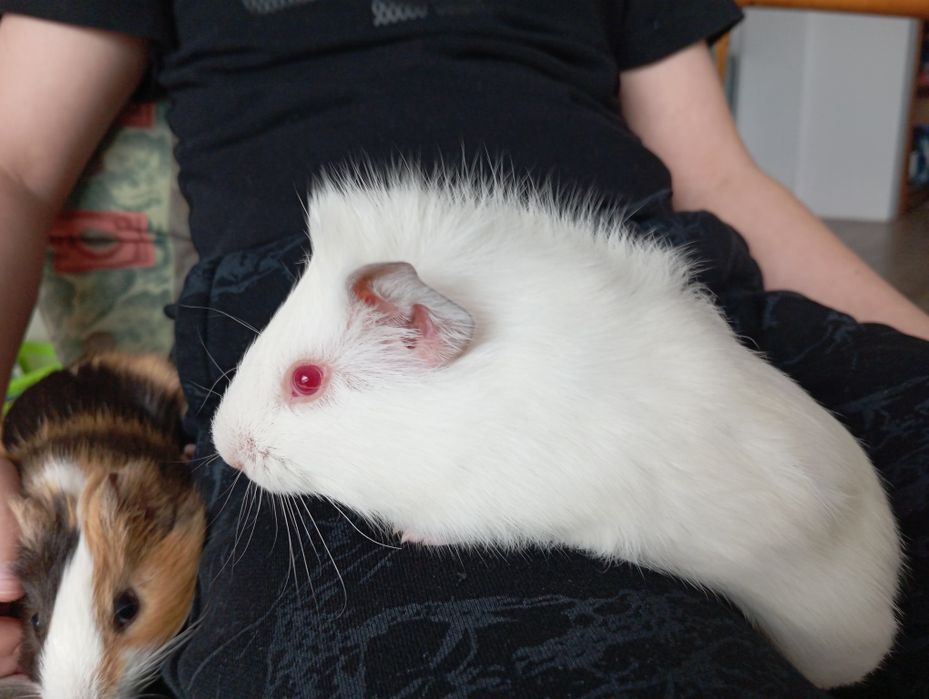 Białe mlode świnki morskie samczyki oddam