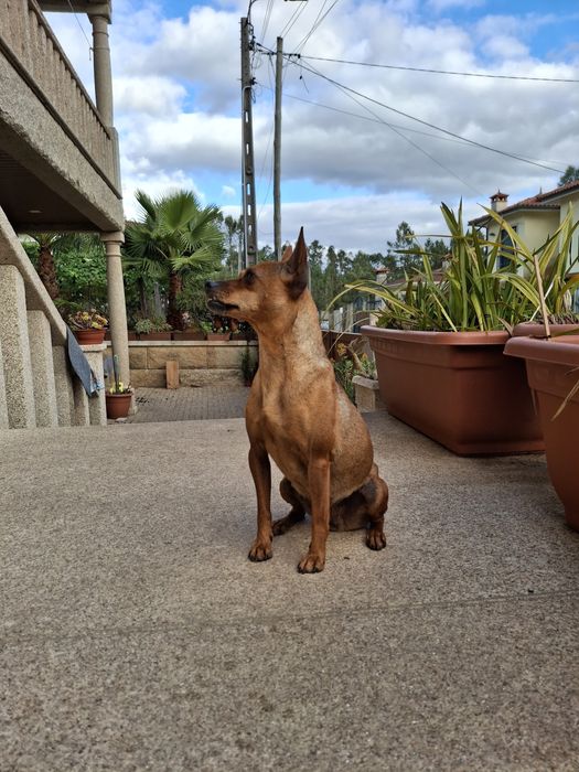 Luna - 3 anos, Pinscher