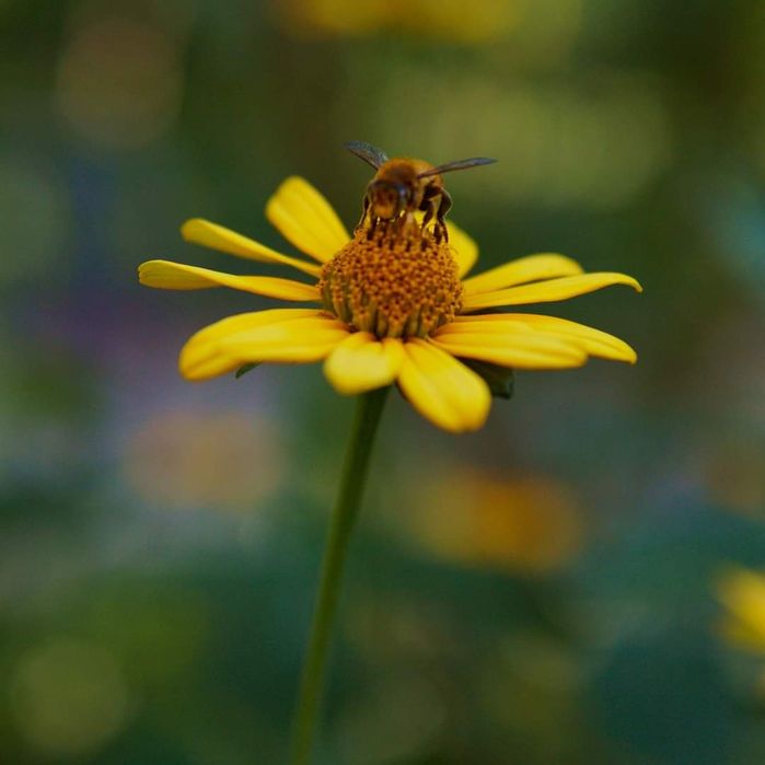 Виннтажный линза обьектив