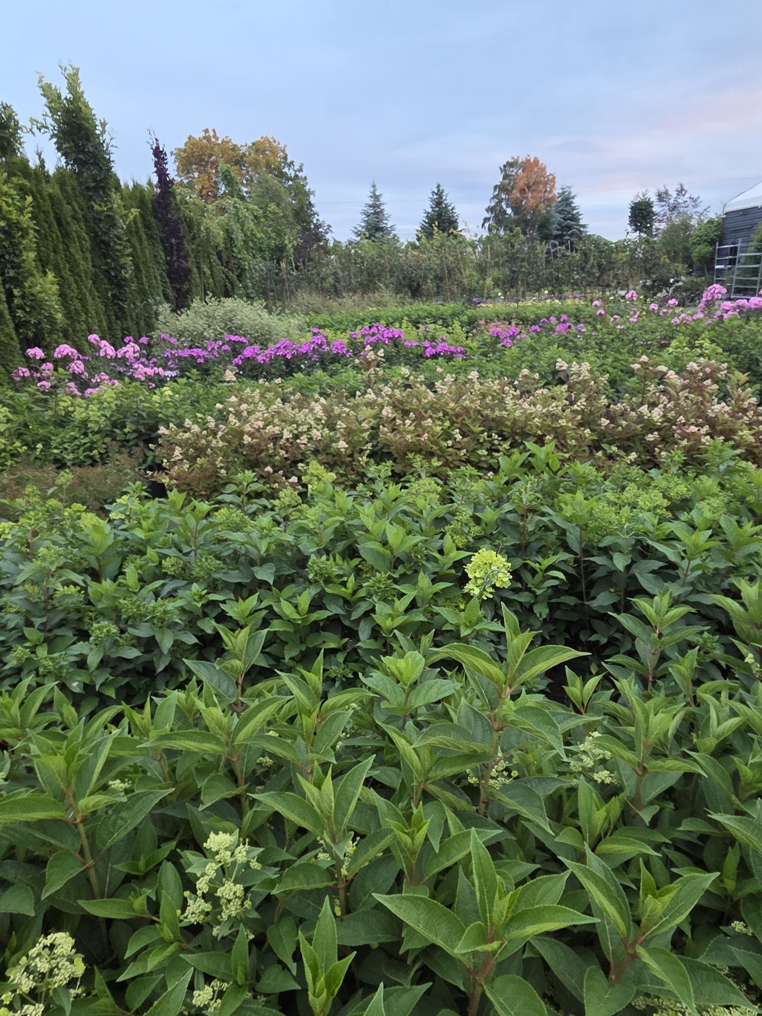 Hortensja budleja w pojemniku