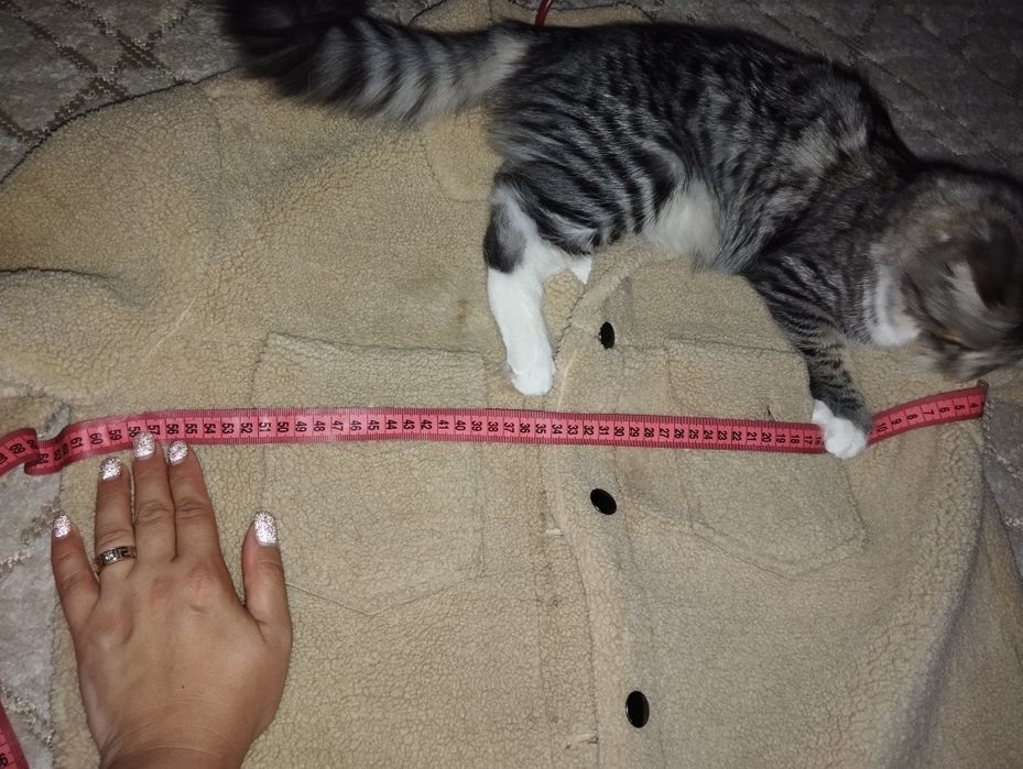 Рубашка барашек Тедди размер л