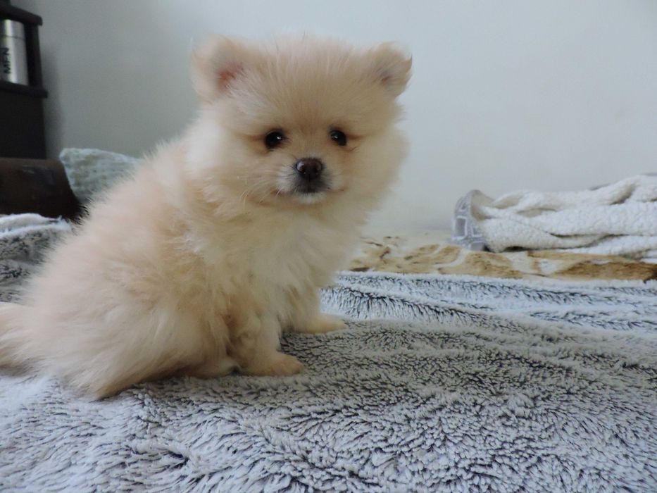 Szpic miniaturowy Pomeranian