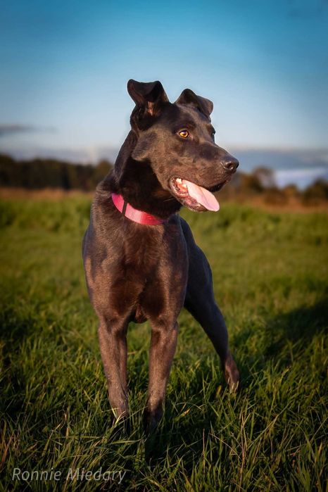 Ronnie - piękny duży pies ADOPCJA